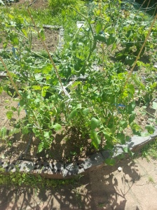 Lord B's shorn tomato plant