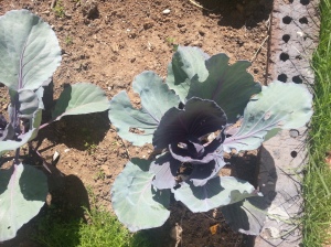 cabbages are starting to look more like cabbages.