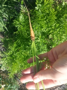 My tiny carrot! Below it you can see the crazy green growth of the others.