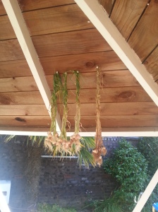 My onions hanging up to dry.